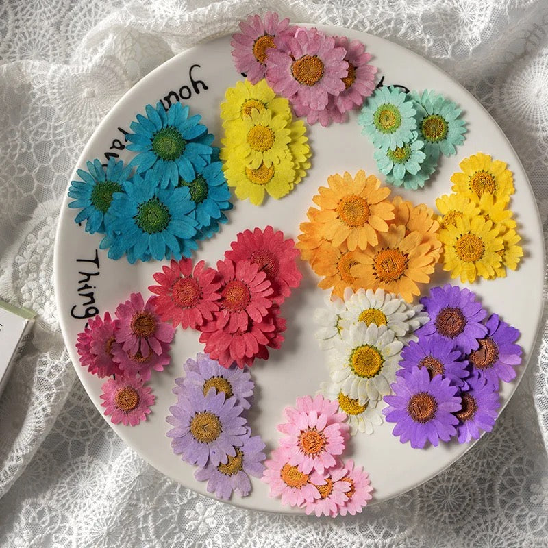 Pressed flowers (sunflower)