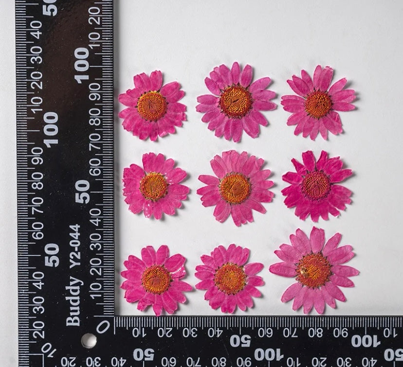 Pressed flowers (sunflower)